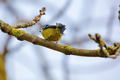 The American Goldfinch (Carduelis tristis) is the state bird of Washington, Iowa and New Jersey. It is a fairly common summer resident to the Pacific Northwest, migrating to the southern USA and Mexico in the winter. This female, perched on a branch, was photographed in Edgewood, Washington State, USA.