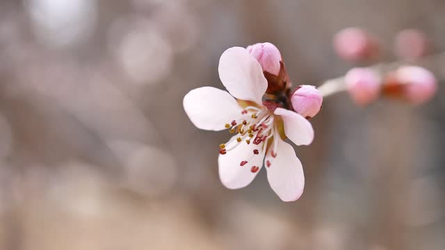 Peach Blossom in Springtime