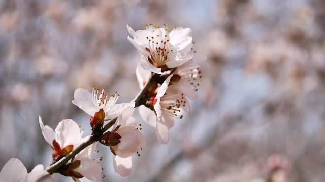 Peach Blossom in Springtime