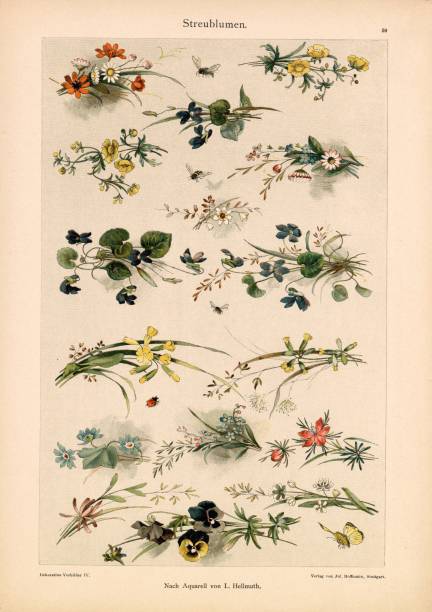 dekorative vorbilder iv, florale aquarelle von l. hellmuth - dekorative stock-grafiken, -clipart, -cartoons und -symbole