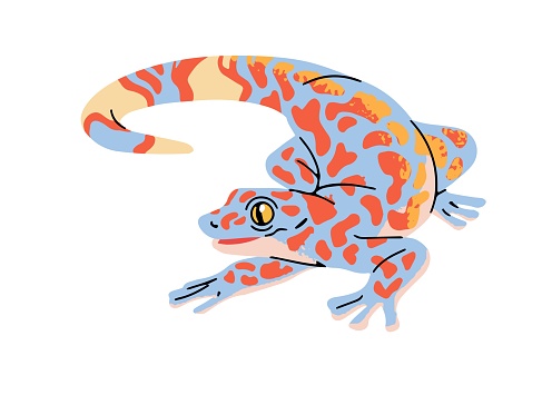 Tokay gecko with colourful patterned skin. Little exotic lizard, reptilian. Cute small reptile of jungle. Rainforest fauna. Tropical terrarium animal. Flat isolated vector illustration on white.