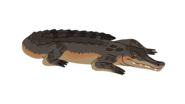 Vector illustration of Nile crocodile, wild alligator, dangerous caiman. Exotic river beast, water reptile, amphibian animal. African swamp fauna. Wetland inhabitant. Flat isolated vector illustration on white background