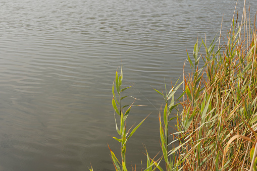 Peace and calmness of grasses and river on the countryside