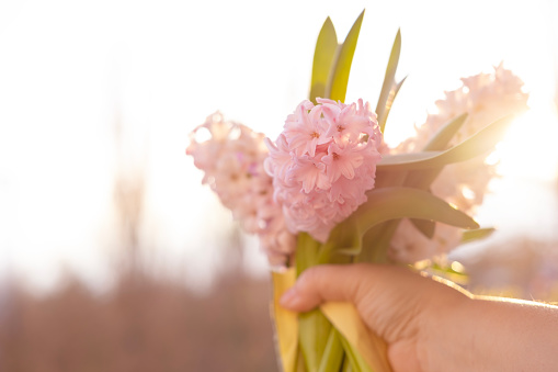 Closeup Spring bouquet of white and pink hyacinths in female hands, Springtime happiness, Easter religious symbolism, joyful spirit Easter, beauty of hyacinths in natural setting