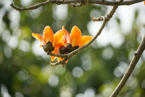 Close-up of Bombax ceiba flowers against a blue sky background