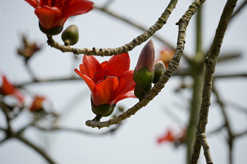 Close-up of Bombax ceiba flowers blooming in March