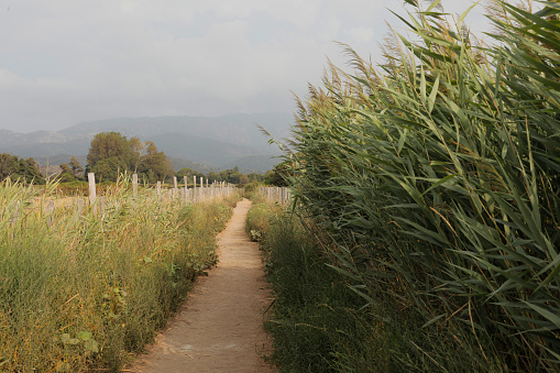Tall and green grasses along pathway going to farmland