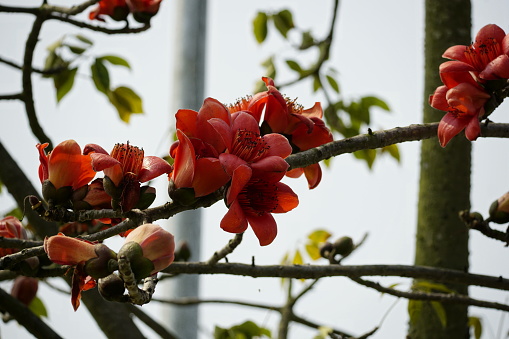 Close-up of Bombax ceiba flowers against a blue sky background