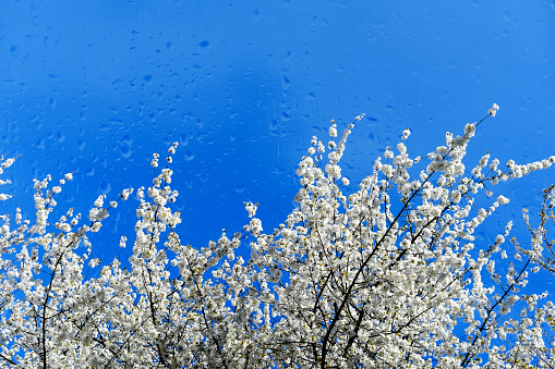 Beautiful floral spring abstract nature background, white blooming branches with raindrops on soft light blue sky background, for Easter and spring cards with copy space