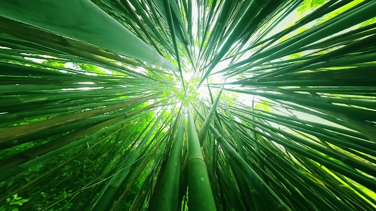 Fresh bamboo forest. Camera slowly moves up along the bamboo trunks in the tropical forest