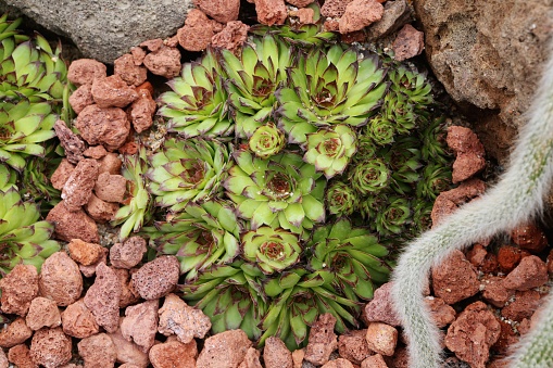 Sempervivum tectorum