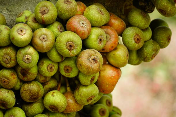 istock Close-up of Ficus auriculata fruit on the tree 2101846454