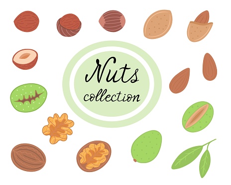 Nuts collection, almond, walnut and hazelnut. Vector Illustration for printing, backgrounds, covers and packaging. Image can be used for cards, posters and stickers. Isolated on white background.