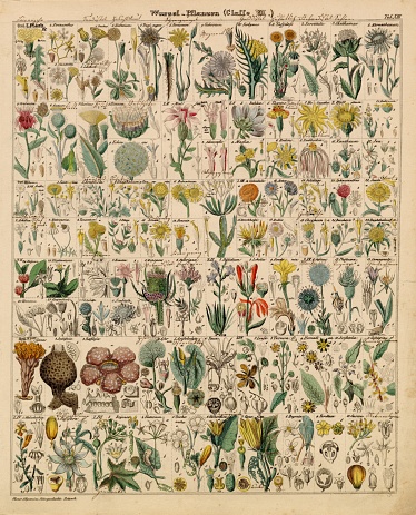 Original Colour Vintage Print from Lorenz Okenfuss' 'Oken's Naturgeschichte' (Allgemeine Naturgeschichte für alle Stände), with illustrations by Johann Susemihl (1767-1847), and published in Stuttgart by Hoffman between 1839 and 1841. Lorenz Oken (1 August 1779 - 11 August 1851) was a German naturalist, botanist, biologist, and ornithologist. Oken was born Lorenz Okenfuss (German: Okenfuß) in Bohlsbach (now part of Offenburg), Ortenau, Baden, and studied natural history and medicine at the universities of Freiburg and Würzburg. He went on to the University of Göttingen, where he became a Privatdozent (unsalaried lecturer), and shortened his name to Oken. As Lorenz Oken, he published a small work entitled Grundriss der Naturphilosophie, der Theorie der Sinne, mit der darauf gegründeten Classification der Thiere (1802). This was the first of a series of works which established him as a leader of the movement of 