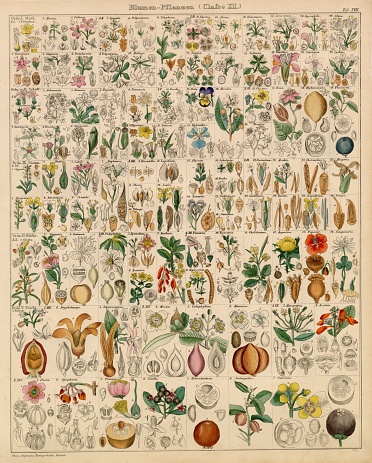 Original Colour Vintage Print from Lorenz Okenfuss' 'Oken's Naturgeschichte' (Allgemeine Naturgeschichte für alle Stände), with illustrations by Johann Susemihl (1767-1847), and published in Stuttgart by Hoffman between 1839 and 1841. Lorenz Oken (1 August 1779 - 11 August 1851) was a German naturalist, botanist, biologist, and ornithologist. Oken was born Lorenz Okenfuss (German: Okenfuß) in Bohlsbach (now part of Offenburg), Ortenau, Baden, and studied natural history and medicine at the universities of Freiburg and Würzburg. He went on to the University of Göttingen, where he became a Privatdozent (unsalaried lecturer), and shortened his name to Oken. As Lorenz Oken, he published a small work entitled Grundriss der Naturphilosophie, der Theorie der Sinne, mit der darauf gegründeten Classification der Thiere (1802). This was the first of a series of works which established him as a leader of the movement of 