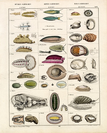 Original Colour Vintage Print from Lorenz Okenfuss' 'Oken's Naturgeschichte' (Allgemeine Naturgeschichte für alle Stände), with illustrations by Johann Susemihl (1767-1847), and published in Stuttgart by Hoffman between 1839 and 1841. Lorenz Oken (1 August 1779 - 11 August 1851) was a German naturalist, botanist, biologist, and ornithologist. Oken was born Lorenz Okenfuss (German: Okenfuß) in Bohlsbach (now part of Offenburg), Ortenau, Baden, and studied natural history and medicine at the universities of Freiburg and Würzburg. He went on to the University of Göttingen, where he became a Privatdozent (unsalaried lecturer), and shortened his name to Oken. As Lorenz Oken, he published a small work entitled Grundriss der Naturphilosophie, der Theorie der Sinne, mit der darauf gegründeten Classification der Thiere (1802). This was the first of a series of works which established him as a leader of the movement of 