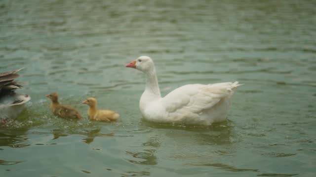 family of ducks swimming in the lake , family animal life