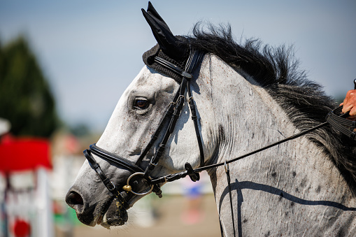 White horse head during equestrian jumping show. Animal harness on thoroughbred horse