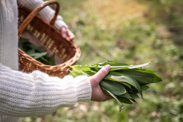 istock Woman picking wild garlic (allium ursinum) in forest 2101883380