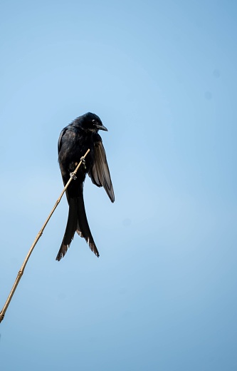 The black drongo (Dicrurus macrocercus) is a small Asian passerine bird of the drongo family Dicruridae. It is a common resident breeder in much of tropical southern Asia