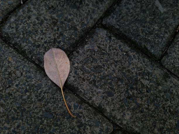 istock The leaves are on a sidewalk 2101888540