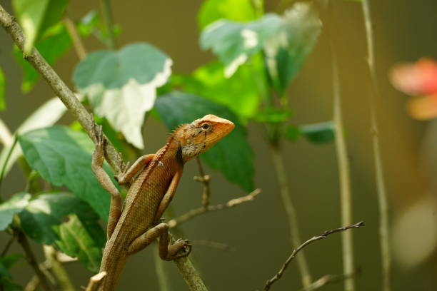 istock Close-up of an Iguana basking in the sun 2101889401