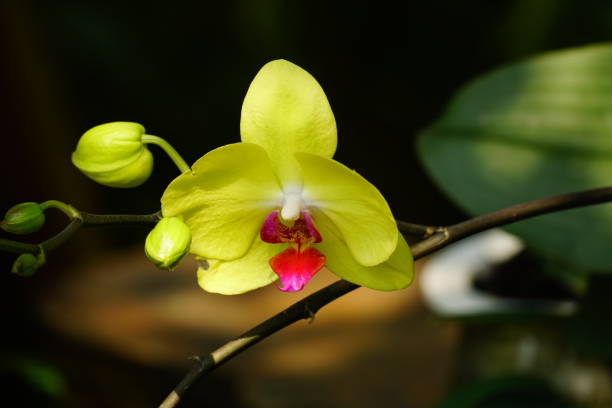 Orchids on a Sunny Spring Day