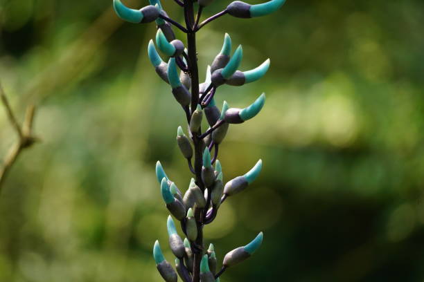 istock Close-up of Blue Jade Vine flower - Strongylodon macrobotrys 2101893075