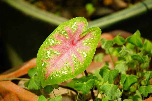 istock Close-up of Caladium bicolor plant 2101894155