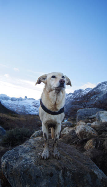 istock dog in the mountains 2101904840
