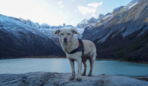 landscape of a dog in the snowy mountain