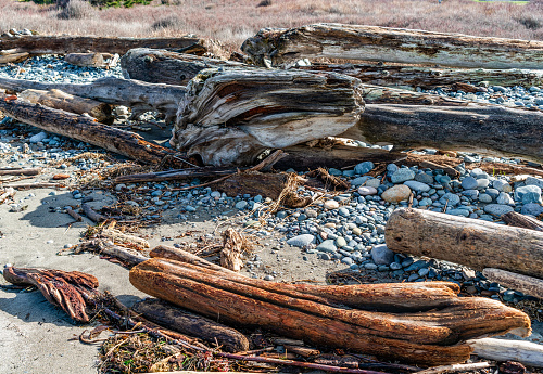 A close-up shot of driftwood at a beach in Oak Harbor, Washington.