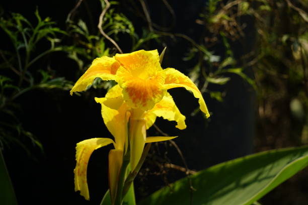 istock Close-up of Cannaceae flowers 2101929255