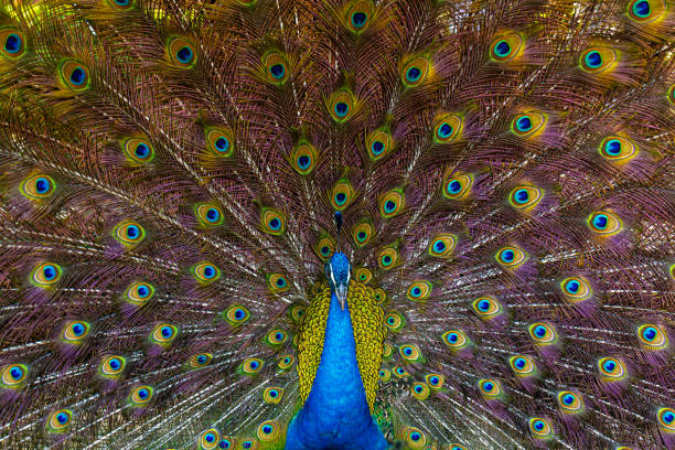 istock peacock,Portrait of beautiful peacock with feathers out 2101937757