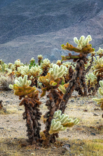 Cholla cactus close up  in the Joshua Tree national park, California