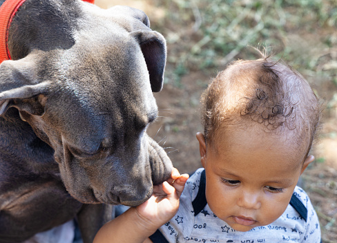 african american baby boy playing with his puppy dog, he is sitting on the ground outdoors, on the ground ,developing friendship