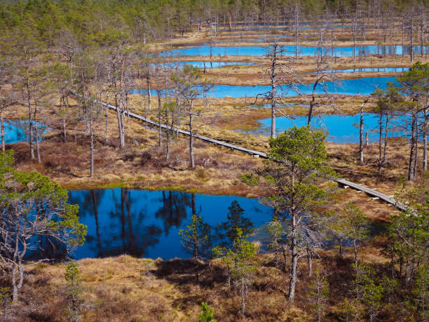 istock Wooden boardwalk through forest and swamp 2101956694