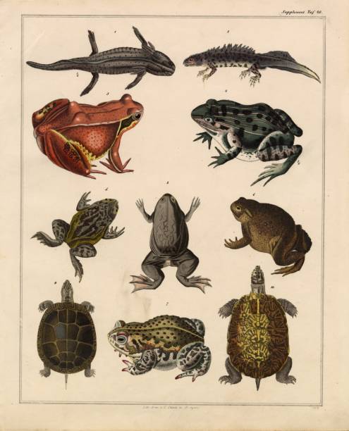 Original Colour Vintage Print from Lorenz Okenfuss' 'Oken's Naturgeschichte' (Allgemeine Naturgeschichte für alle Stände), with illustrations by Johann Susemihl (1767-1847), and published in Stuttgart by Hoffman between 1839 and 1841. Lorenz Oken (1 August 1779 - 11 August 1851) was a German naturalist, botanist, biologist, and ornithologist. Oken was born Lorenz Okenfuss (German: Okenfuß) in Bohlsbach (now part of Offenburg), Ortenau, Baden, and studied natural history and medicine at the universities of Freiburg and Würzburg. He went on to the University of Göttingen, where he became a Privatdozent (unsalaried lecturer), and shortened his name to Oken. As Lorenz Oken, he published a small work entitled Grundriss der Naturphilosophie, der Theorie der Sinne, mit der darauf gegründeten Classification der Thiere (1802). This was the first of a series of works which established him as a leader of the movement of 