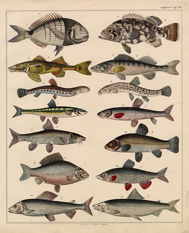 Original Colour Vintage Print from Lorenz Okenfuss' 'Oken's Naturgeschichte' (Allgemeine Naturgeschichte für alle Stände), with illustrations by Johann Susemihl (1767-1847), and published in Stuttgart by Hoffman between 1839 and 1841. Lorenz Oken (1 August 1779 - 11 August 1851) was a German naturalist, botanist, biologist, and ornithologist. Oken was born Lorenz Okenfuss (German: Okenfuß) in Bohlsbach (now part of Offenburg), Ortenau, Baden, and studied natural history and medicine at the universities of Freiburg and Würzburg. He went on to the University of Göttingen, where he became a Privatdozent (unsalaried lecturer), and shortened his name to Oken. As Lorenz Oken, he published a small work entitled Grundriss der Naturphilosophie, der Theorie der Sinne, mit der darauf gegründeten Classification der Thiere (1802). This was the first of a series of works which established him as a leader of the movement of 