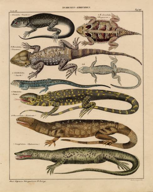 Original Colour Vintage Print from Lorenz Okenfuss' 'Oken's Naturgeschichte' (Allgemeine Naturgeschichte für alle Stände), with illustrations by Johann Susemihl (1767-1847), and published in Stuttgart by Hoffman between 1839 and 1841. Lorenz Oken (1 August 1779 - 11 August 1851) was a German naturalist, botanist, biologist, and ornithologist. Oken was born Lorenz Okenfuss (German: Okenfuß) in Bohlsbach (now part of Offenburg), Ortenau, Baden, and studied natural history and medicine at the universities of Freiburg and Würzburg. He went on to the University of Göttingen, where he became a Privatdozent (unsalaried lecturer), and shortened his name to Oken. As Lorenz Oken, he published a small work entitled Grundriss der Naturphilosophie, der Theorie der Sinne, mit der darauf gegründeten Classification der Thiere (1802). This was the first of a series of works which established him as a leader of the movement of 