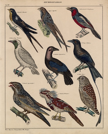 Original Colour Vintage Print from Lorenz Okenfuss' 'Oken's Naturgeschichte' (Allgemeine Naturgeschichte für alle Stände), with illustrations by Johann Susemihl (1767-1847), and published in Stuttgart by Hoffman between 1839 and 1841. Lorenz Oken (1 August 1779 - 11 August 1851) was a German naturalist, botanist, biologist, and ornithologist. Oken was born Lorenz Okenfuss (German: Okenfuß) in Bohlsbach (now part of Offenburg), Ortenau, Baden, and studied natural history and medicine at the universities of Freiburg and Würzburg. He went on to the University of Göttingen, where he became a Privatdozent (unsalaried lecturer), and shortened his name to Oken. As Lorenz Oken, he published a small work entitled Grundriss der Naturphilosophie, der Theorie der Sinne, mit der darauf gegründeten Classification der Thiere (1802). This was the first of a series of works which established him as a leader of the movement of 