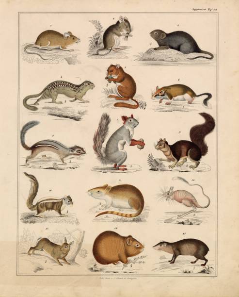 Original Colour Vintage Print from Lorenz Okenfuss' 'Oken's Naturgeschichte' (Allgemeine Naturgeschichte für alle Stände), with illustrations by Johann Susemihl (1767-1847), and published in Stuttgart by Hoffman between 1839 and 1841. Lorenz Oken (1 August 1779 - 11 August 1851) was a German naturalist, botanist, biologist, and ornithologist. Oken was born Lorenz Okenfuss (German: Okenfuß) in Bohlsbach (now part of Offenburg), Ortenau, Baden, and studied natural history and medicine at the universities of Freiburg and Würzburg. He went on to the University of Göttingen, where he became a Privatdozent (unsalaried lecturer), and shortened his name to Oken. As Lorenz Oken, he published a small work entitled Grundriss der Naturphilosophie, der Theorie der Sinne, mit der darauf gegründeten Classification der Thiere (1802). This was the first of a series of works which established him as a leader of the movement of 
