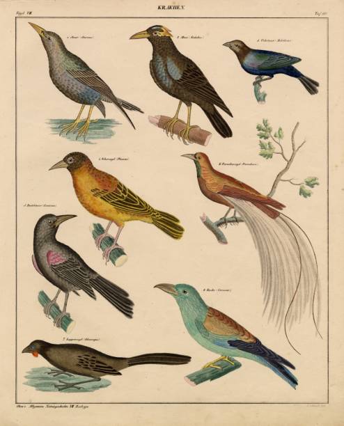 istock BIRDS - Starlings, Coracias, Ploceus, Bird-of-Paradise - 1836 Artwork 2101967701
