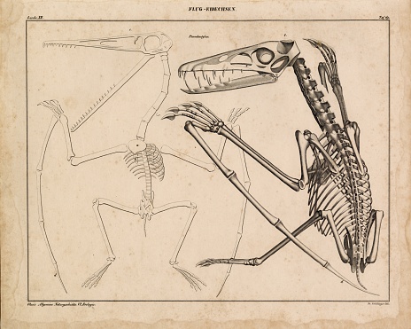 Original Colour Vintage Print from Lorenz Okenfuss' 'Oken's Naturgeschichte' (Allgemeine Naturgeschichte für alle Stände), with illustrations by Johann Susemihl (1767-1847), and published in Stuttgart by Hoffman between 1839 and 1841. Lorenz Oken (1 August 1779 - 11 August 1851) was a German naturalist, botanist, biologist, and ornithologist. Oken was born Lorenz Okenfuss (German: Okenfuß) in Bohlsbach (now part of Offenburg), Ortenau, Baden, and studied natural history and medicine at the universities of Freiburg and Würzburg. He went on to the University of Göttingen, where he became a Privatdozent (unsalaried lecturer), and shortened his name to Oken. As Lorenz Oken, he published a small work entitled Grundriss der Naturphilosophie, der Theorie der Sinne, mit der darauf gegründeten Classification der Thiere (1802). This was the first of a series of works which established him as a leader of the movement of 