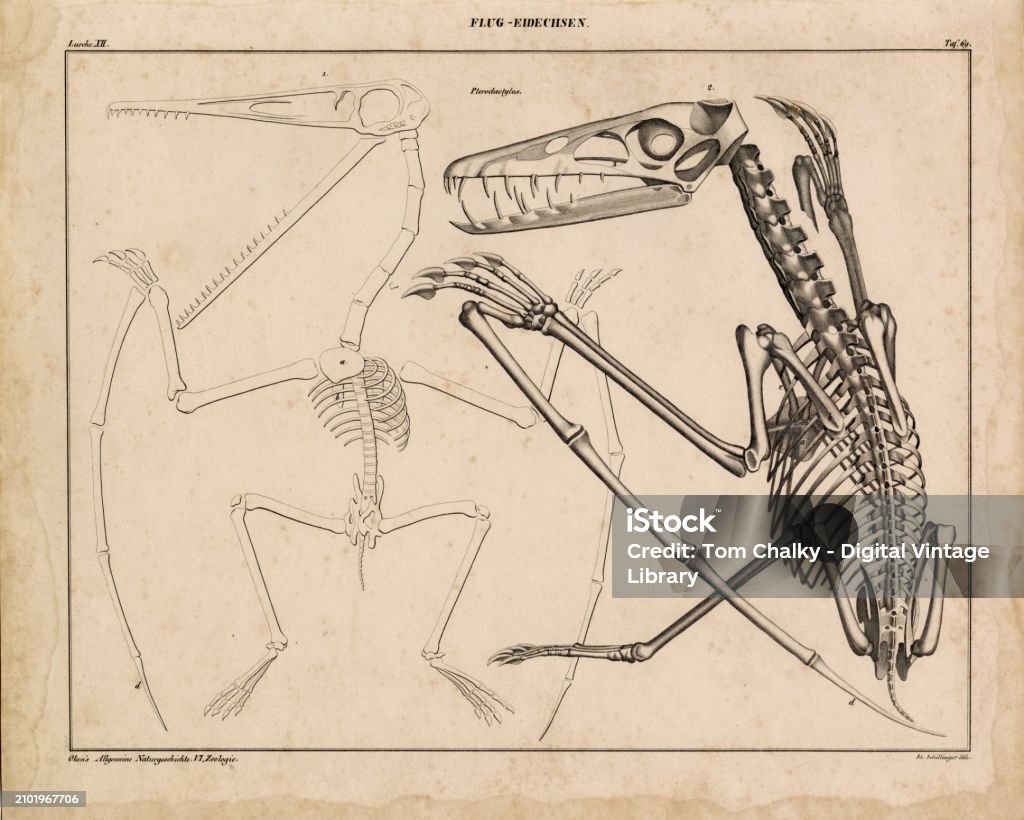 Animal Flying Lizard Anatomy Skeleton 1836 Lithography Print Stock Animal Flying Lizard Anatomy Skeleton 1836 Lithography Print Stock