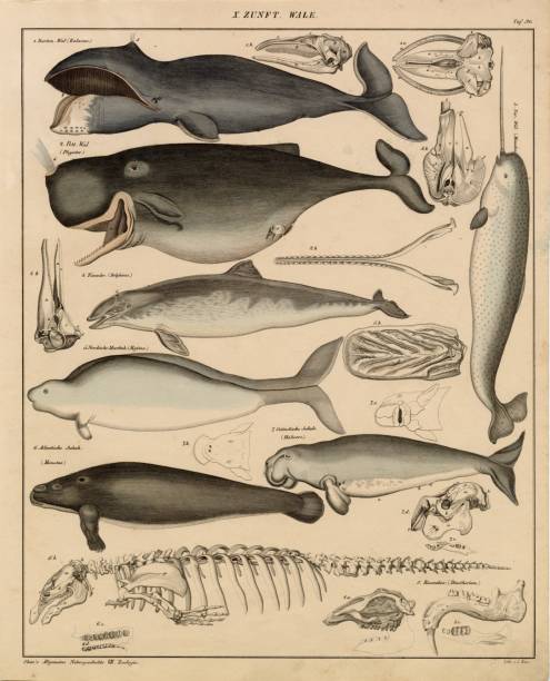 Original Colour Vintage Print from Lorenz Okenfuss' 'Oken's Naturgeschichte' (Allgemeine Naturgeschichte für alle Stände), with illustrations by Johann Susemihl (1767-1847), and published in Stuttgart by Hoffman between 1839 and 1841. Lorenz Oken (1 August 1779 - 11 August 1851) was a German naturalist, botanist, biologist, and ornithologist. Oken was born Lorenz Okenfuss (German: Okenfuß) in Bohlsbach (now part of Offenburg), Ortenau, Baden, and studied natural history and medicine at the universities of Freiburg and Würzburg. He went on to the University of Göttingen, where he became a Privatdozent (unsalaried lecturer), and shortened his name to Oken. As Lorenz Oken, he published a small work entitled Grundriss der Naturphilosophie, der Theorie der Sinne, mit der darauf gegründeten Classification der Thiere (1802). This was the first of a series of works which established him as a leader of the movement of 
