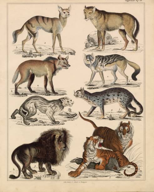 Original Colour Vintage Print from Lorenz Okenfuss' 'Oken's Naturgeschichte' (Allgemeine Naturgeschichte für alle Stände), with illustrations by Johann Susemihl (1767-1847), and published in Stuttgart by Hoffman between 1839 and 1841. Lorenz Oken (1 August 1779 - 11 August 1851) was a German naturalist, botanist, biologist, and ornithologist. Oken was born Lorenz Okenfuss (German: Okenfuß) in Bohlsbach (now part of Offenburg), Ortenau, Baden, and studied natural history and medicine at the universities of Freiburg and Würzburg. He went on to the University of Göttingen, where he became a Privatdozent (unsalaried lecturer), and shortened his name to Oken. As Lorenz Oken, he published a small work entitled Grundriss der Naturphilosophie, der Theorie der Sinne, mit der darauf gegründeten Classification der Thiere (1802). This was the first of a series of works which established him as a leader of the movement of 