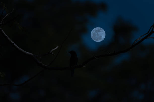 istock Full moon with bird and tree branch in the night. 2101968276