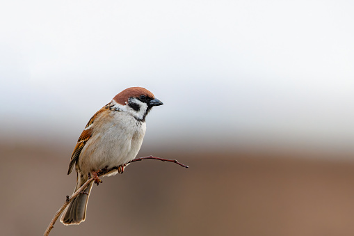 Eurasian Tree Sparrow or Passer montanus on a branch, shallow depth of field, selective focus