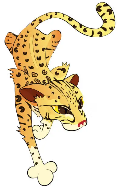 Vector illustration of Ocelot - South American wild cat - no background